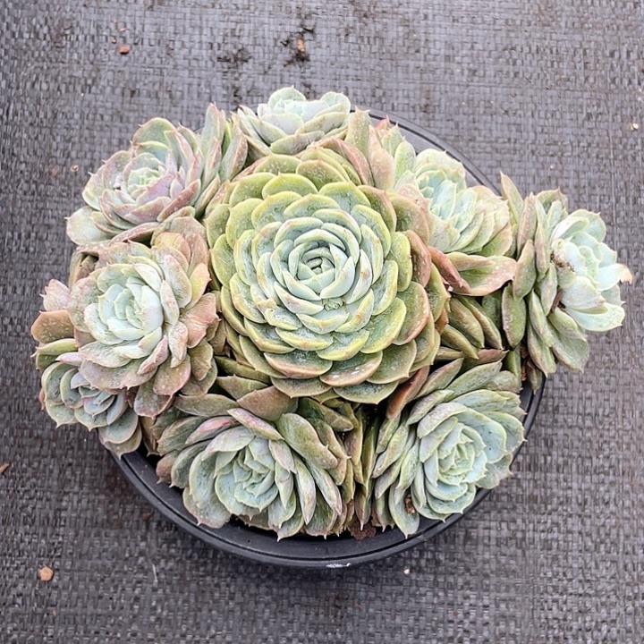 群生昂斯诺石化23