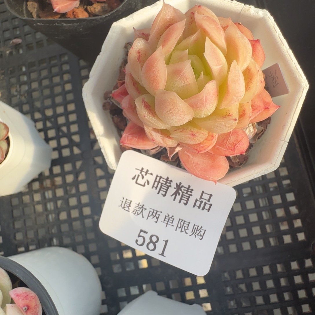 闪购精品多肉581号