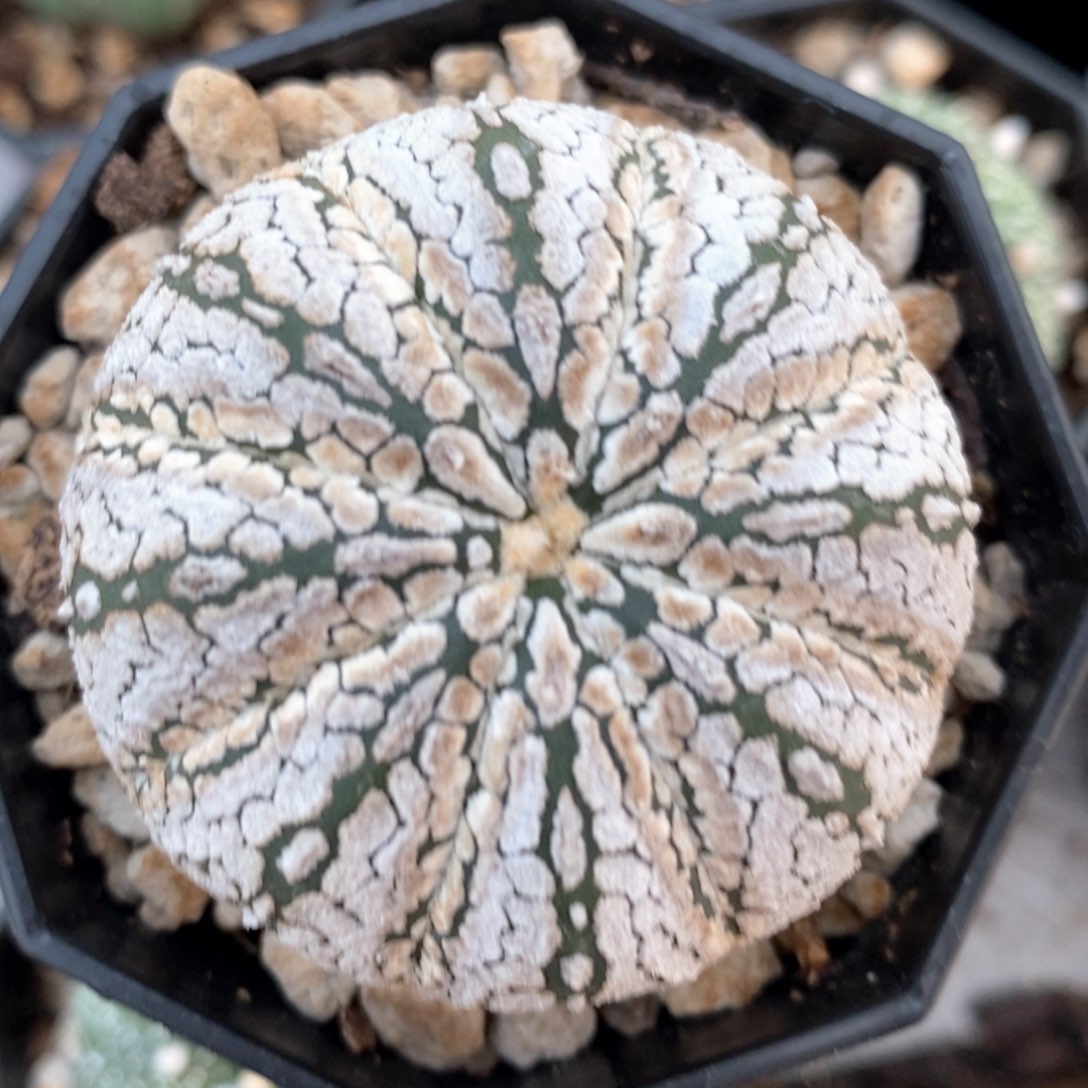 仙人球的世界里有一