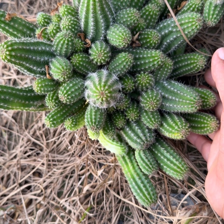 白檀仙人掌群生一群288