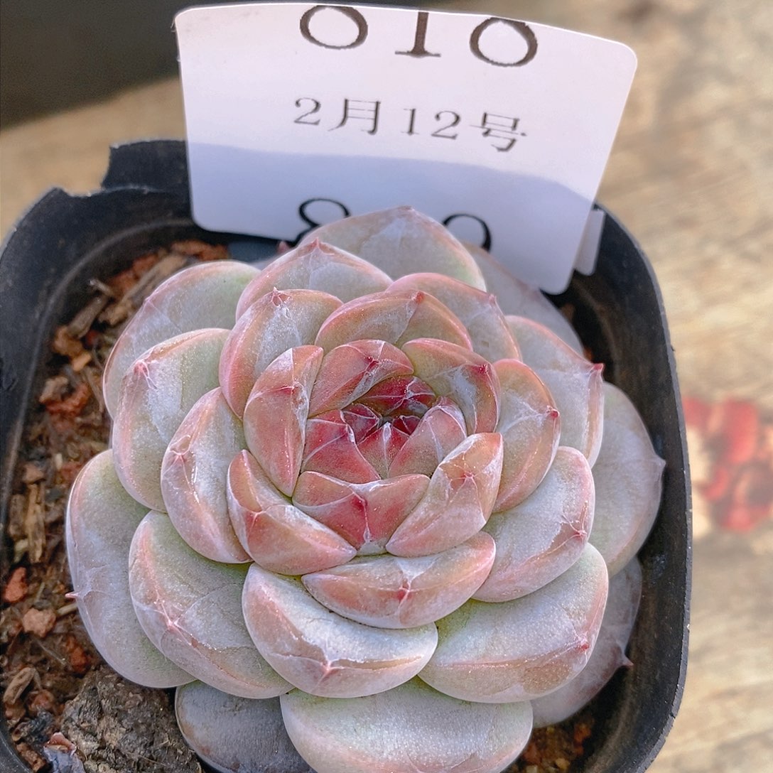 【闪购商品】云818紫鸢