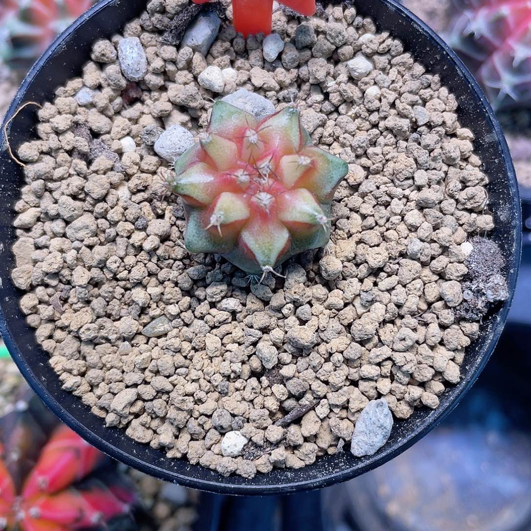 1-190名品beloved 侧芽2.2厘米