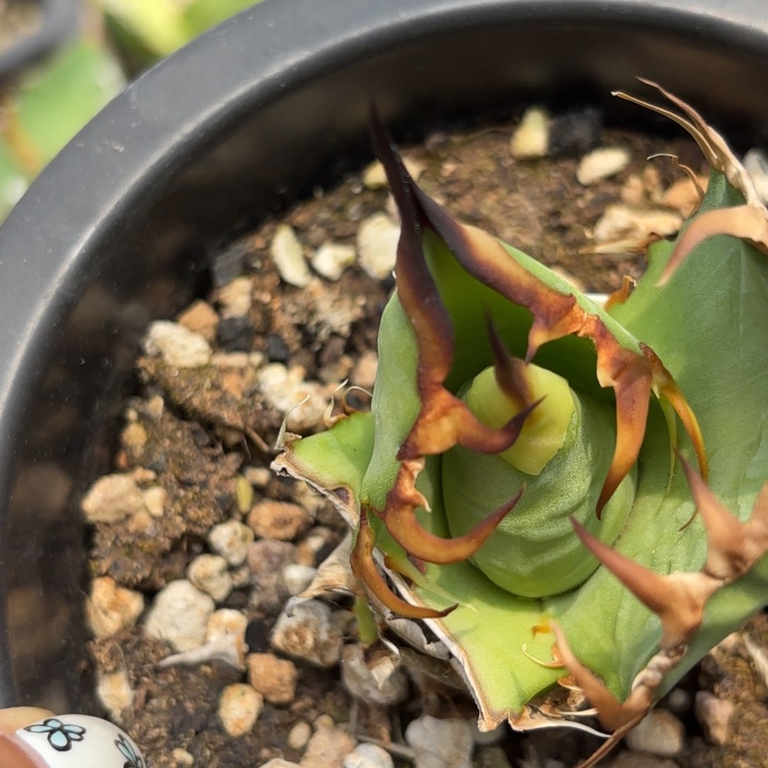 龙舌兰仁王冠子博6