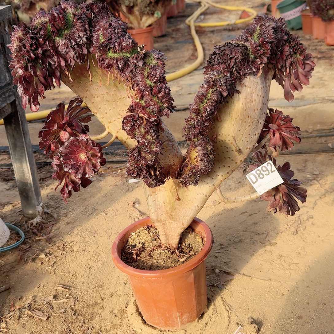 892铜壶有伤一颗呀呀