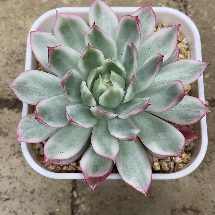 宝莲灯锦一物一拍锦龙