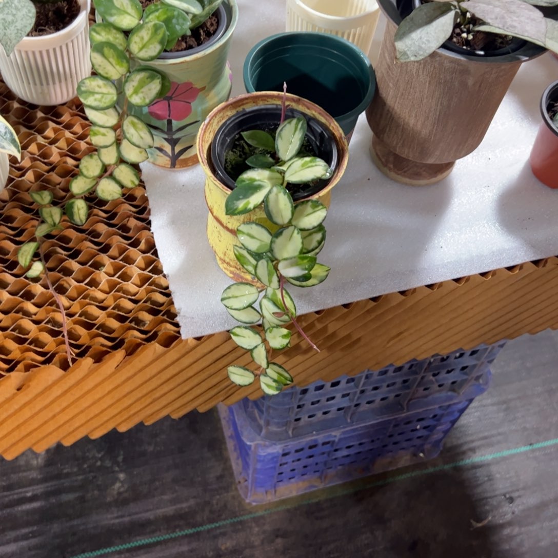 普****无花朵杂匍内锦球兰