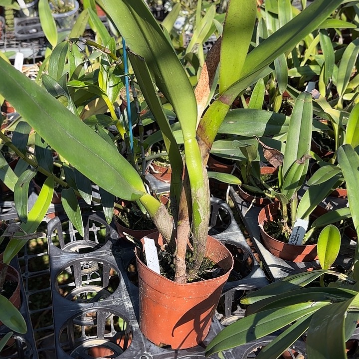 完全开放卡特兰一颗漂亮