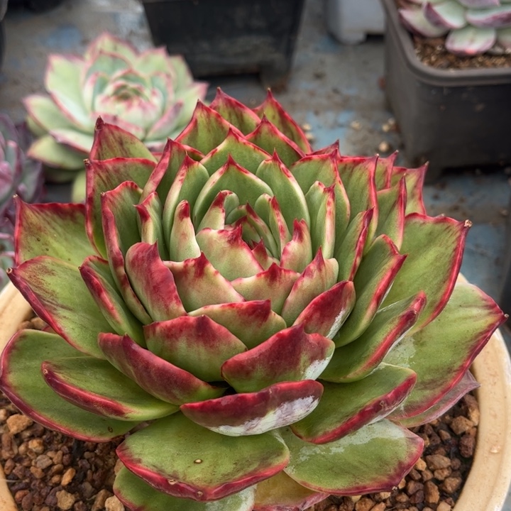 惊鸿仙子多肉植物268