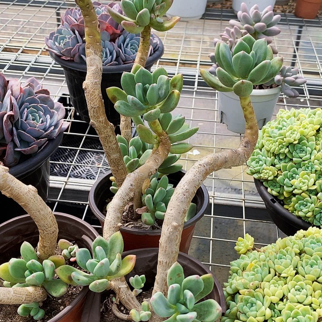 清新美人双头起发老桩带崽2盆