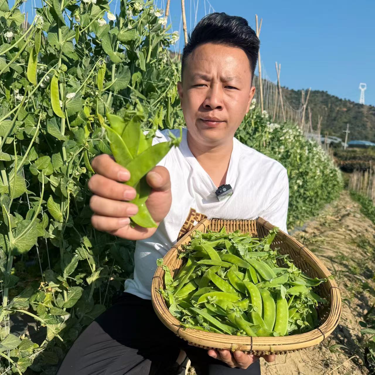 【欧会长甄选】现摘荷兰豆新鲜脆甜青豆当季蔬菜豌豆角农家/3/5斤9