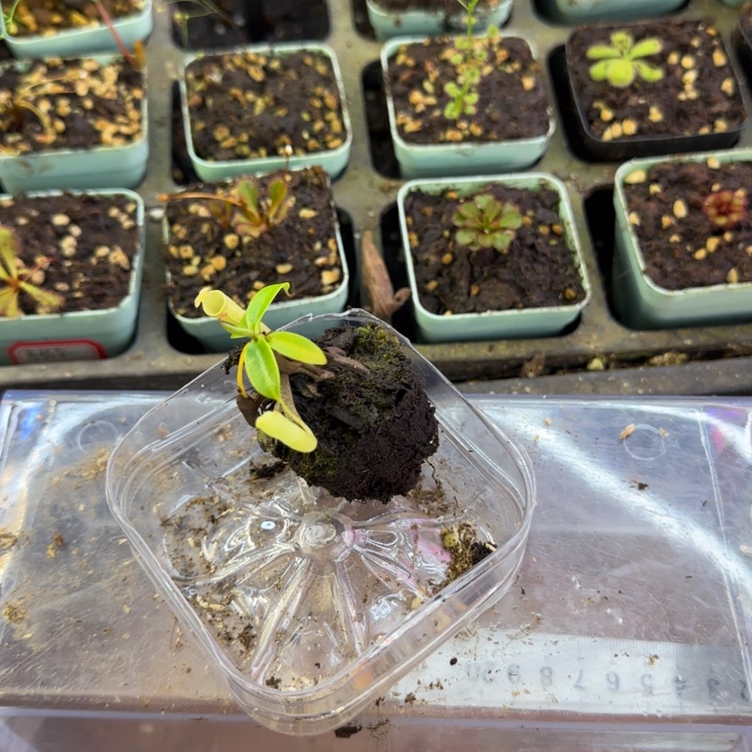 完全开放CLC猪笼草