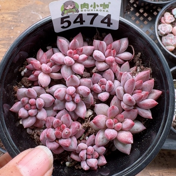 多肉植物多肉植物