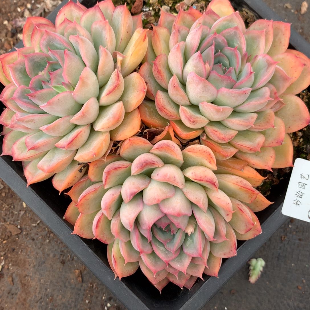 6396杂交多肉老桩