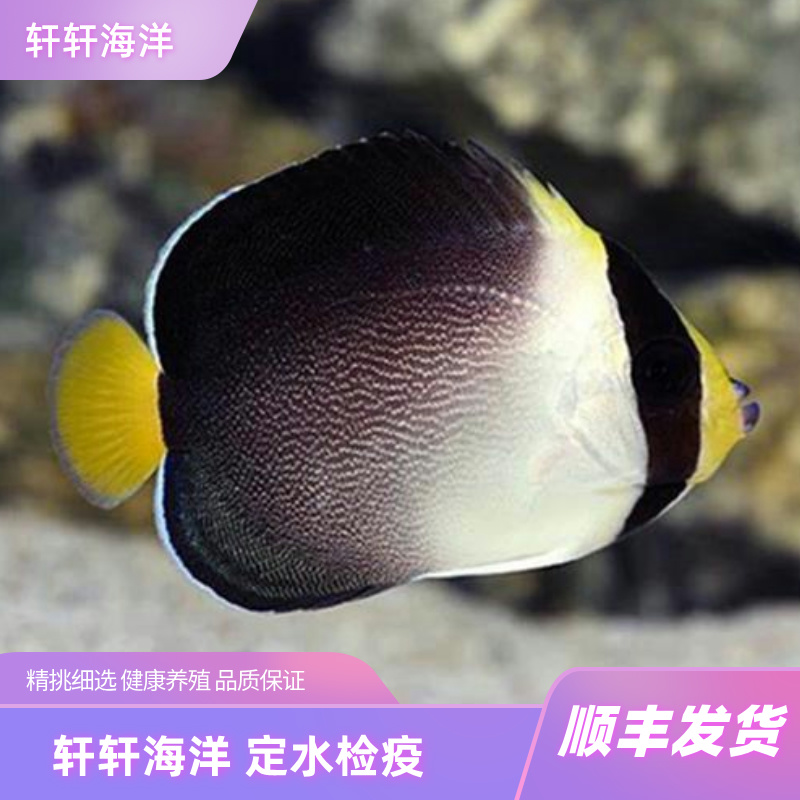 黄尾仙海水观赏鱼