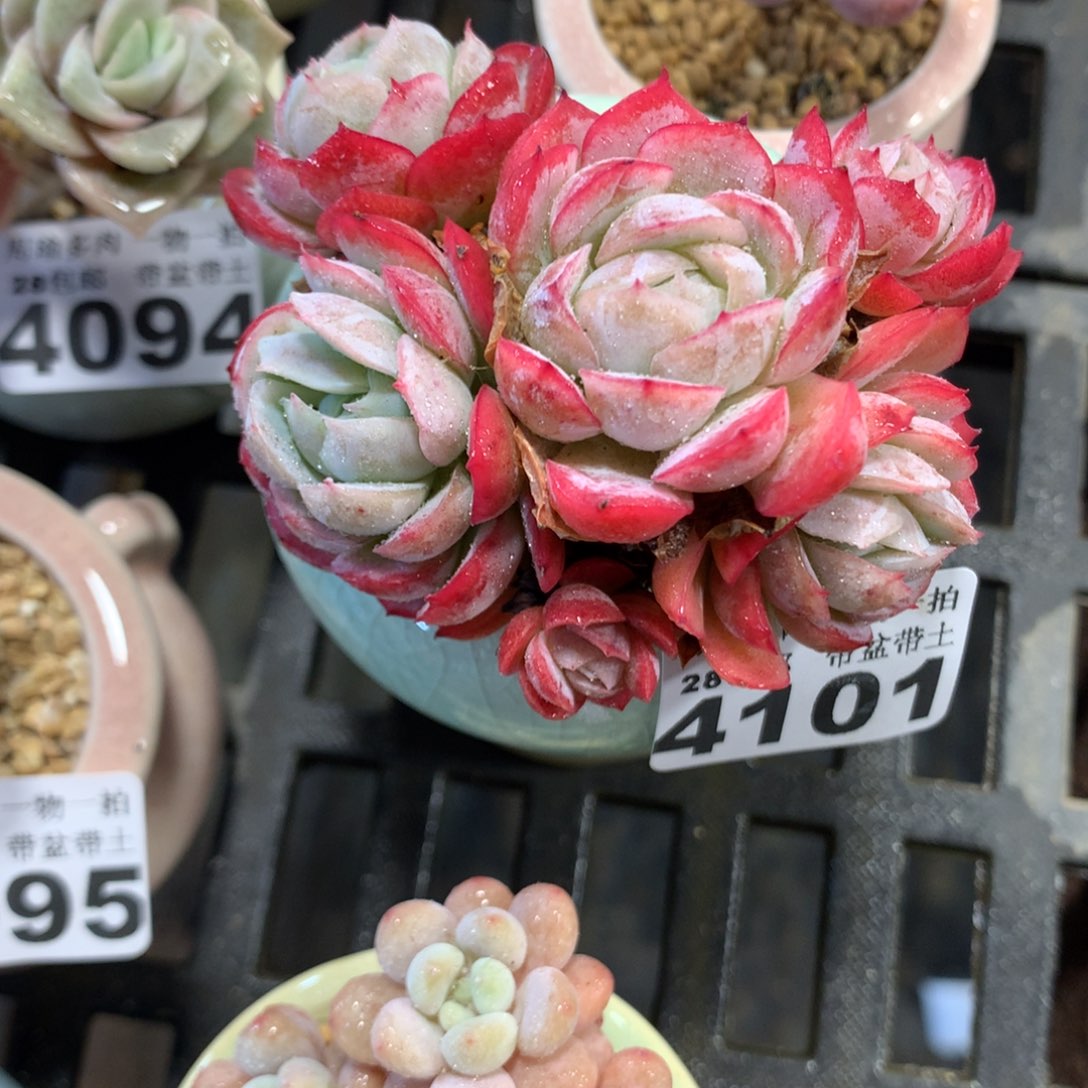 精控多肉植物4101