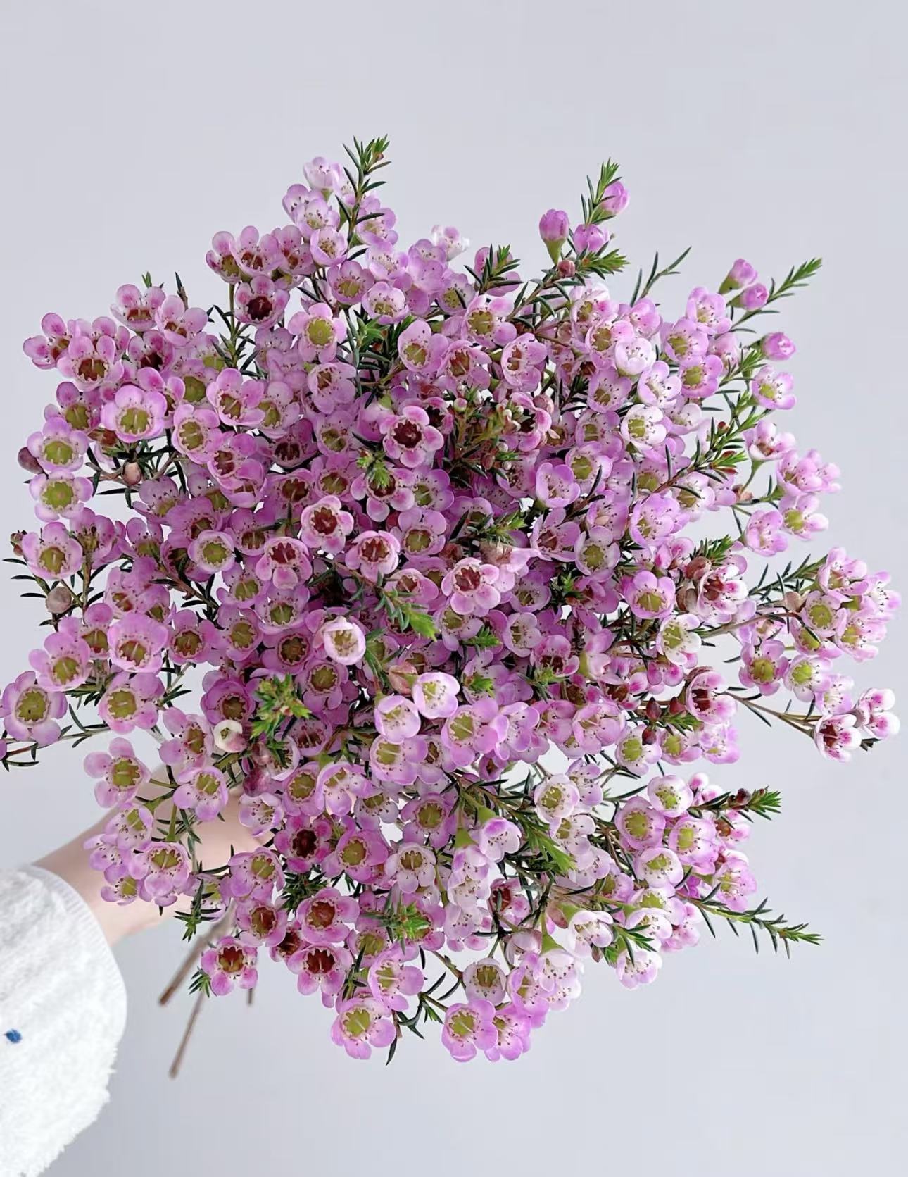 【陌上花开】粉色腊梅-草花 适合居家养的长花期花