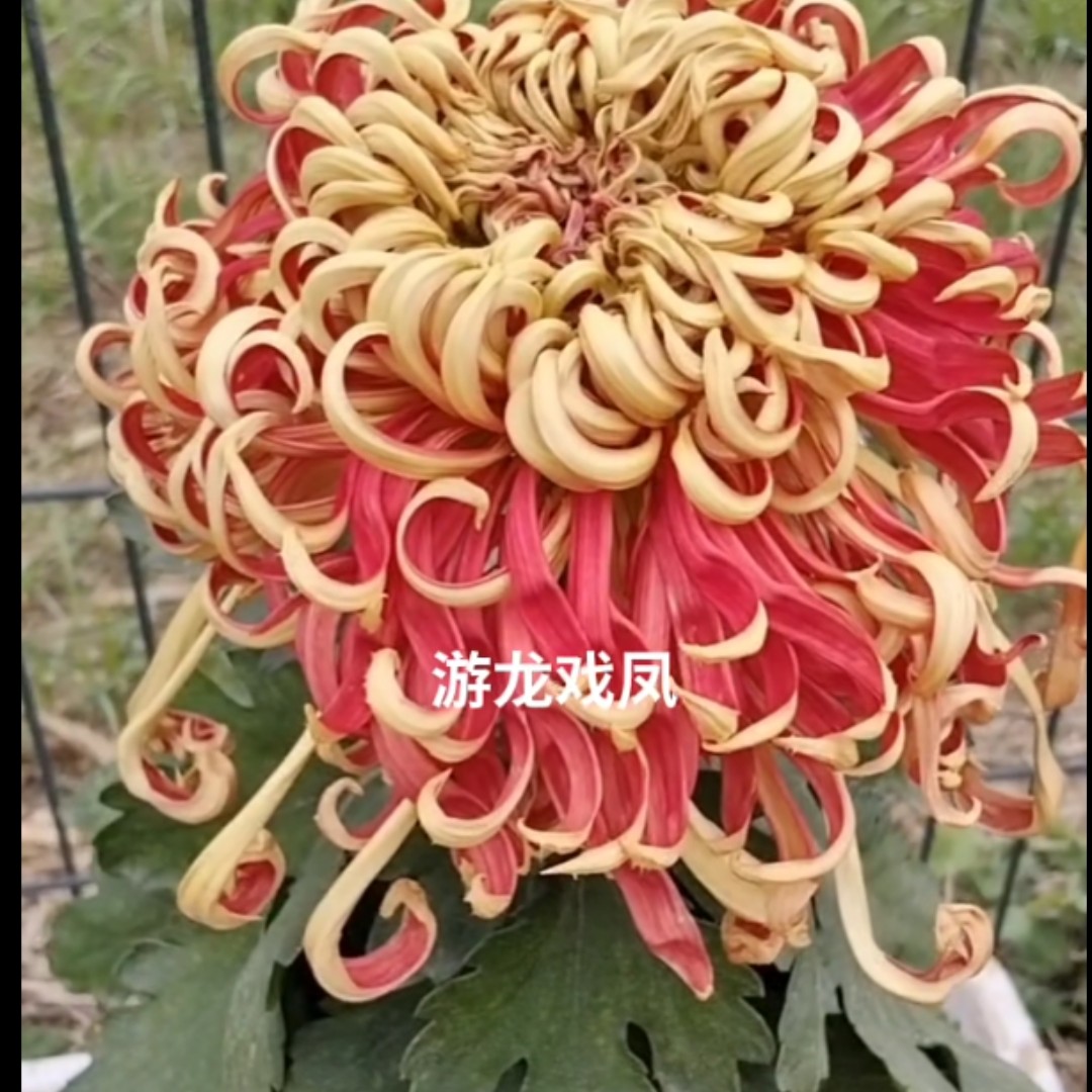 【游龙戏凤】菊花耐寒耐热阳台地栽庭院