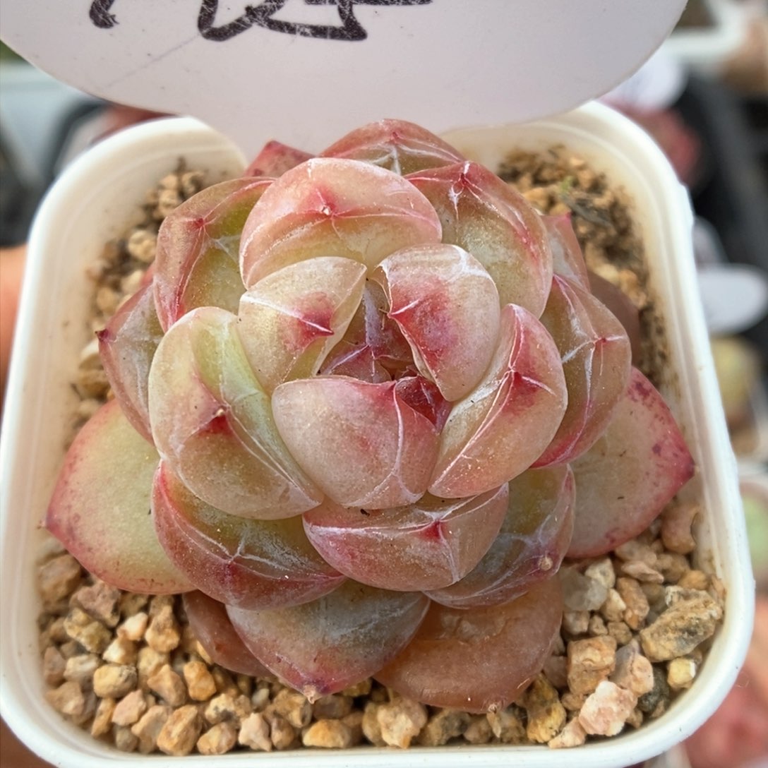 宝石心珍妮可拍405号