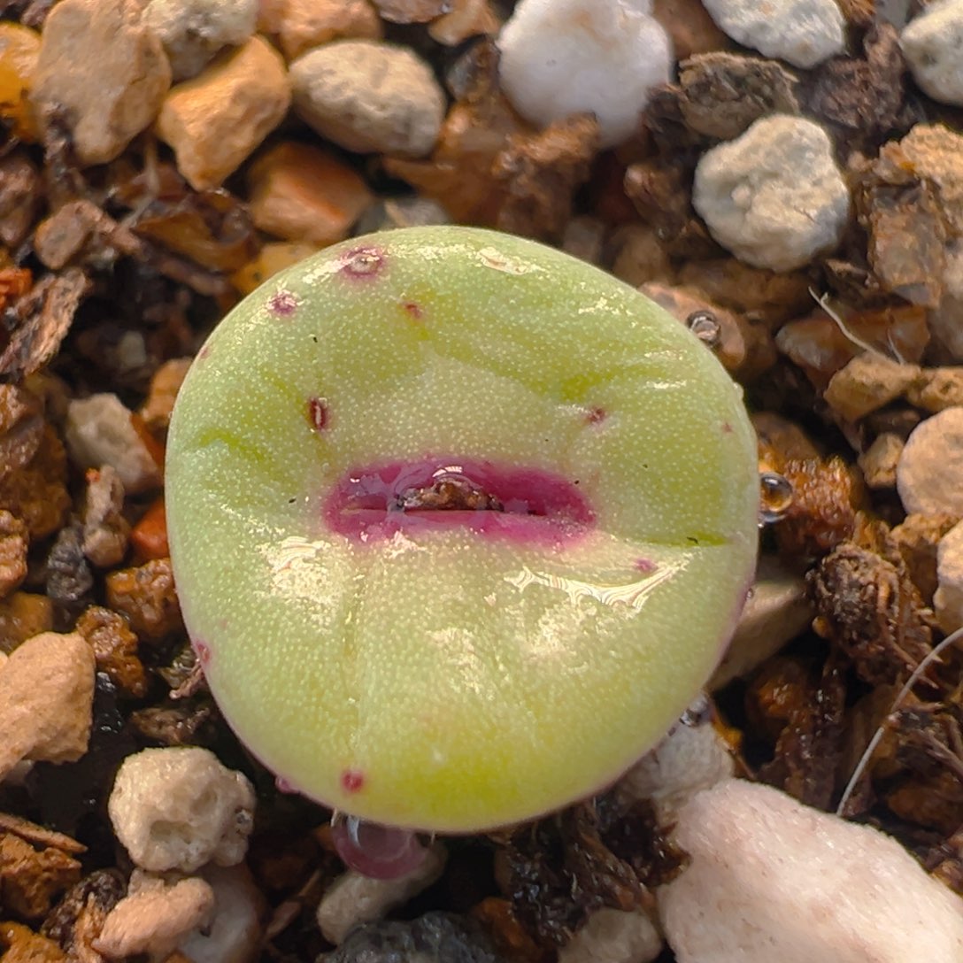 38多肉植物百科知识