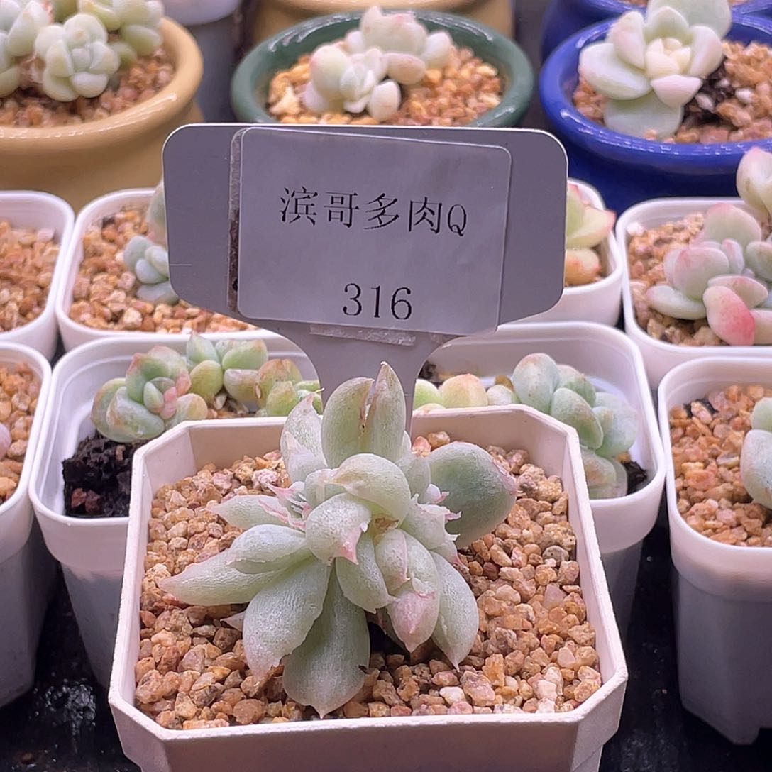 滨哥多肉Q316风花雪月虾饺叶石化双头