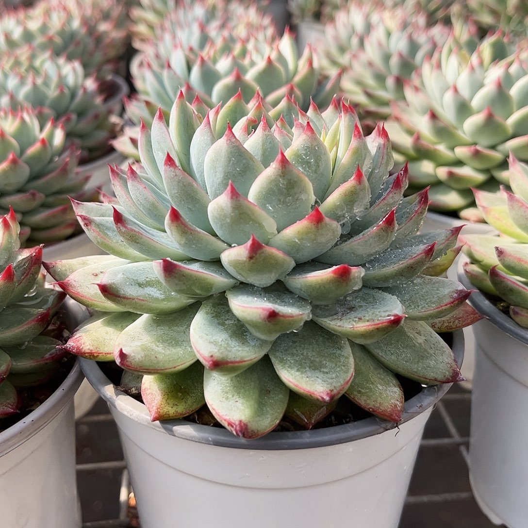 桃夭12公分999999999999