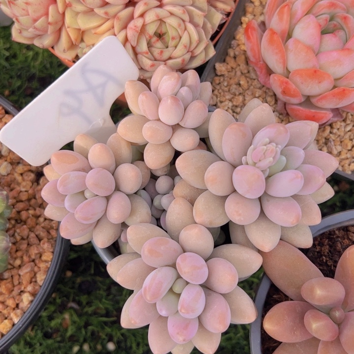 健健康康平平安安