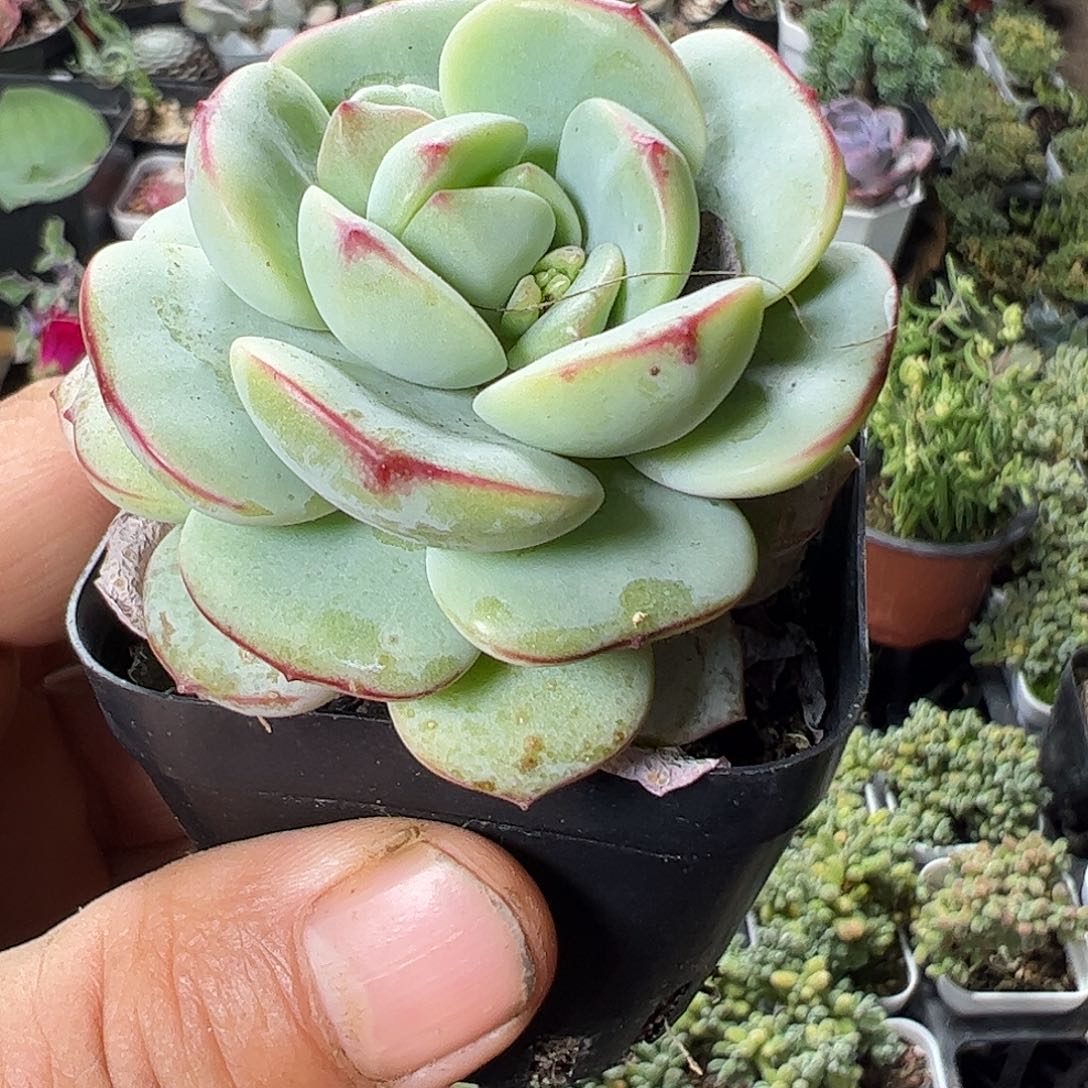 香草多肉福利上车