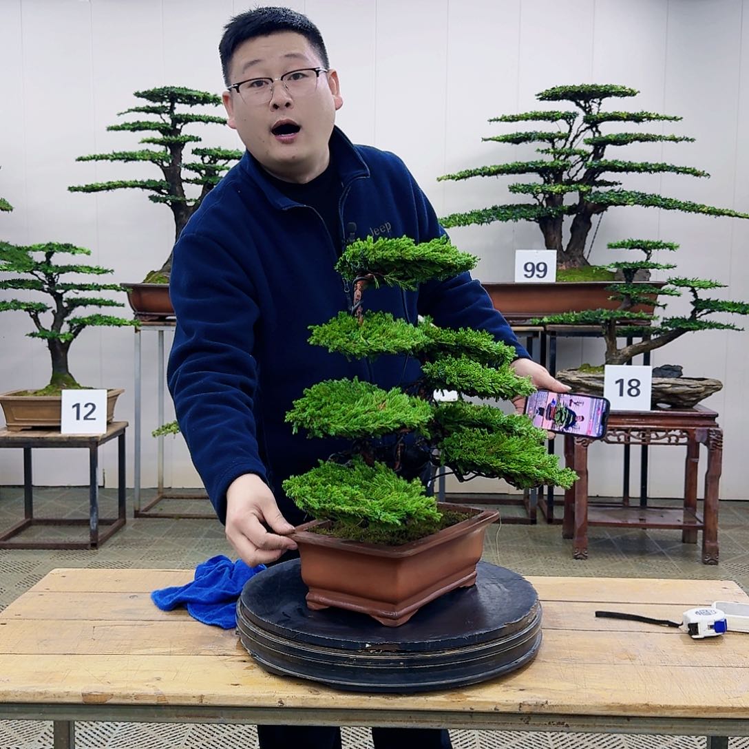 盆景柏树造型盆景