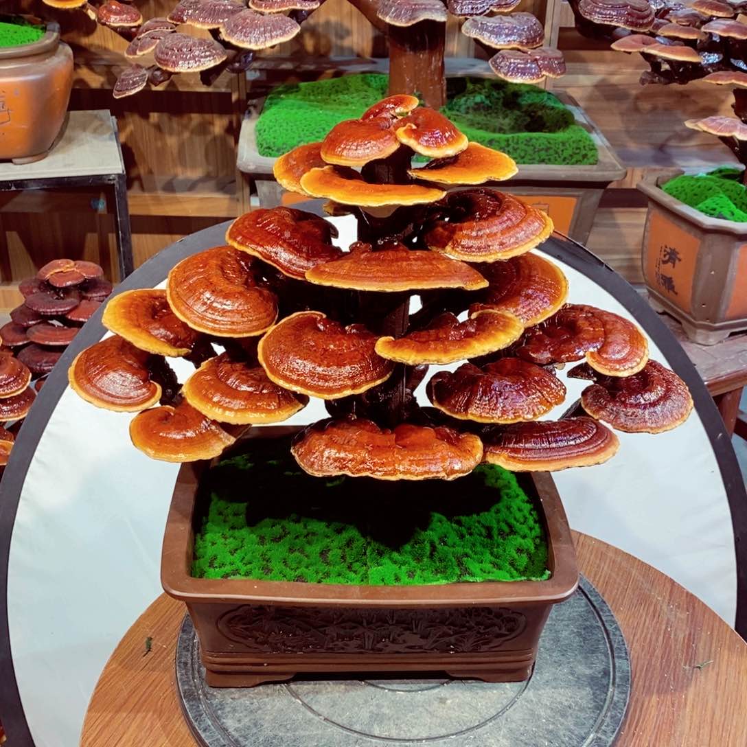 发财树发财树发财树