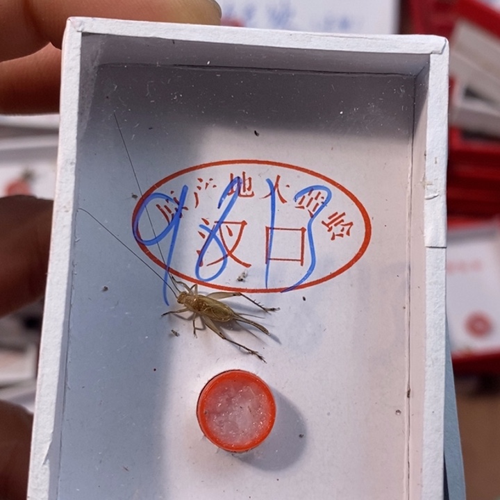 笑***蟋蟀蝈蝈我在外面吃饭呢