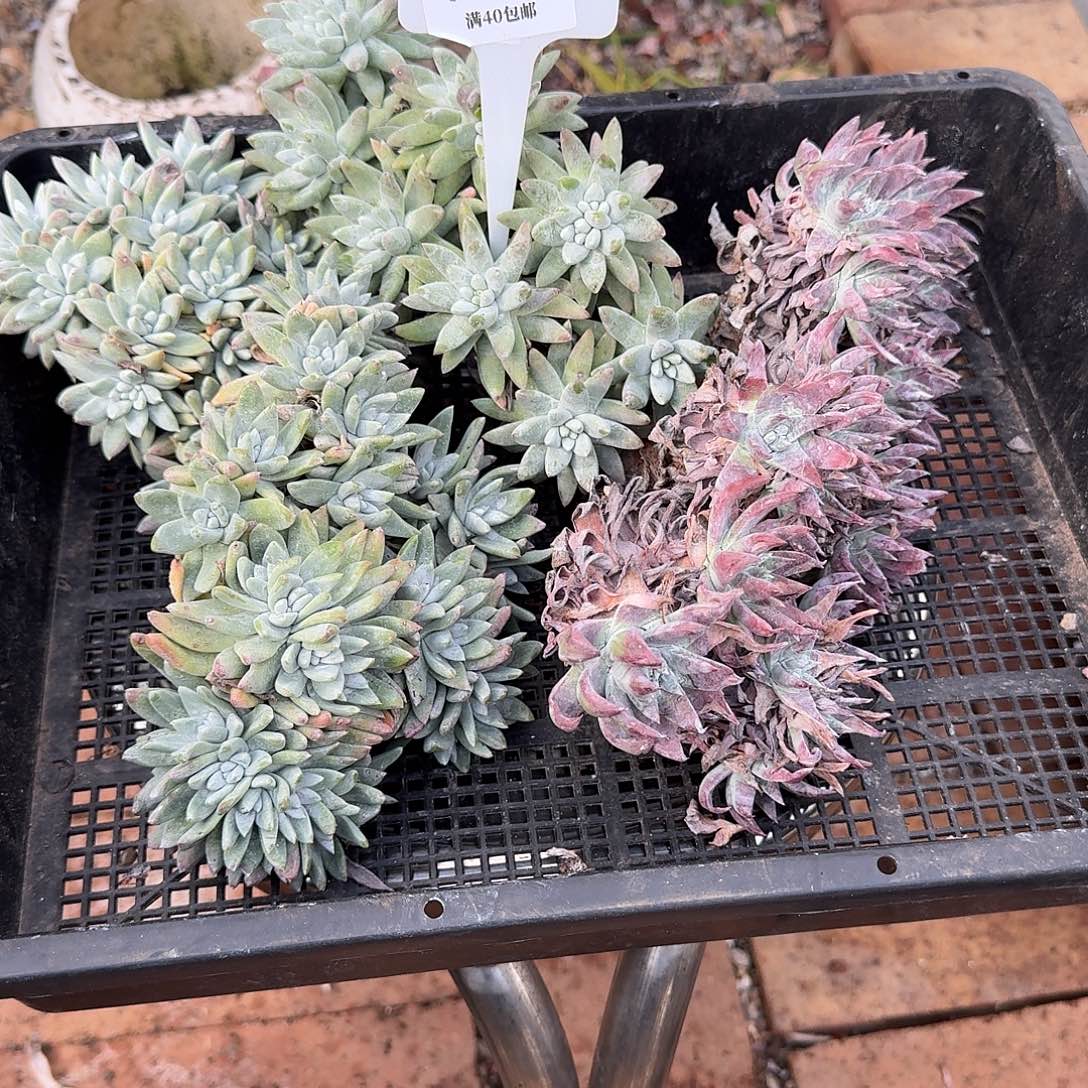 @***)多肉植物仙女杯A235