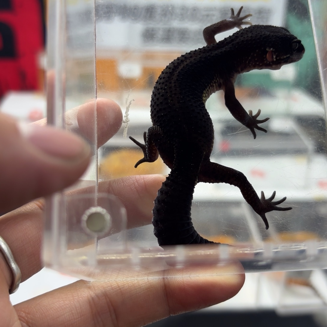 豹纹守宫黑夜妹妹V033