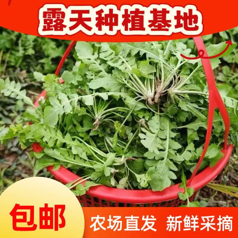 【粉丝专享】河南农家露天半野生新鲜荠菜现挖现发可包饺子馄饨地菜