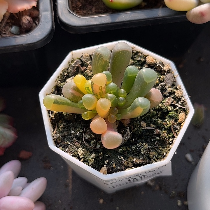 五十铃玉锦多肉植物