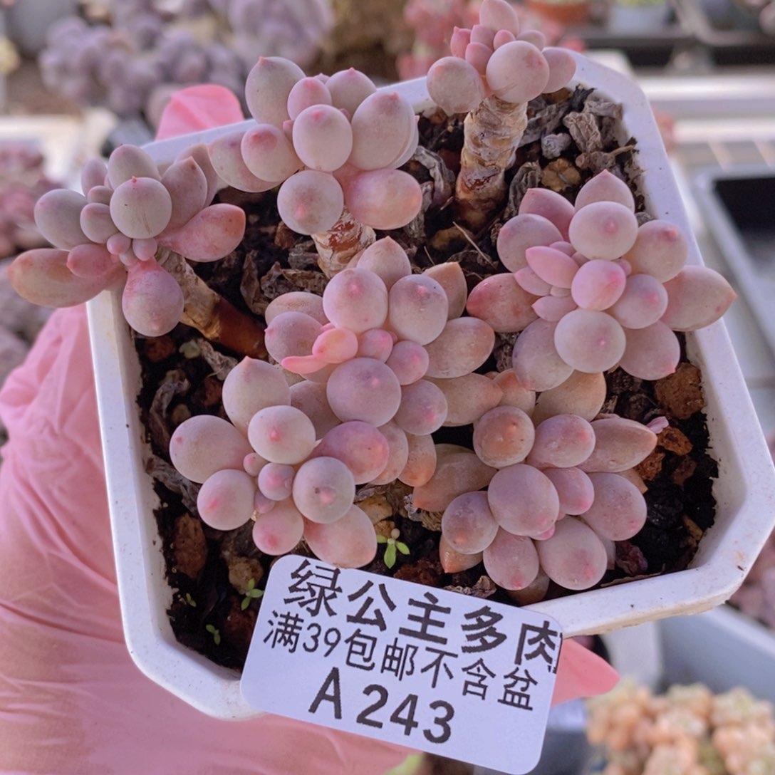 婴儿手指老桩7cm243多肉植物