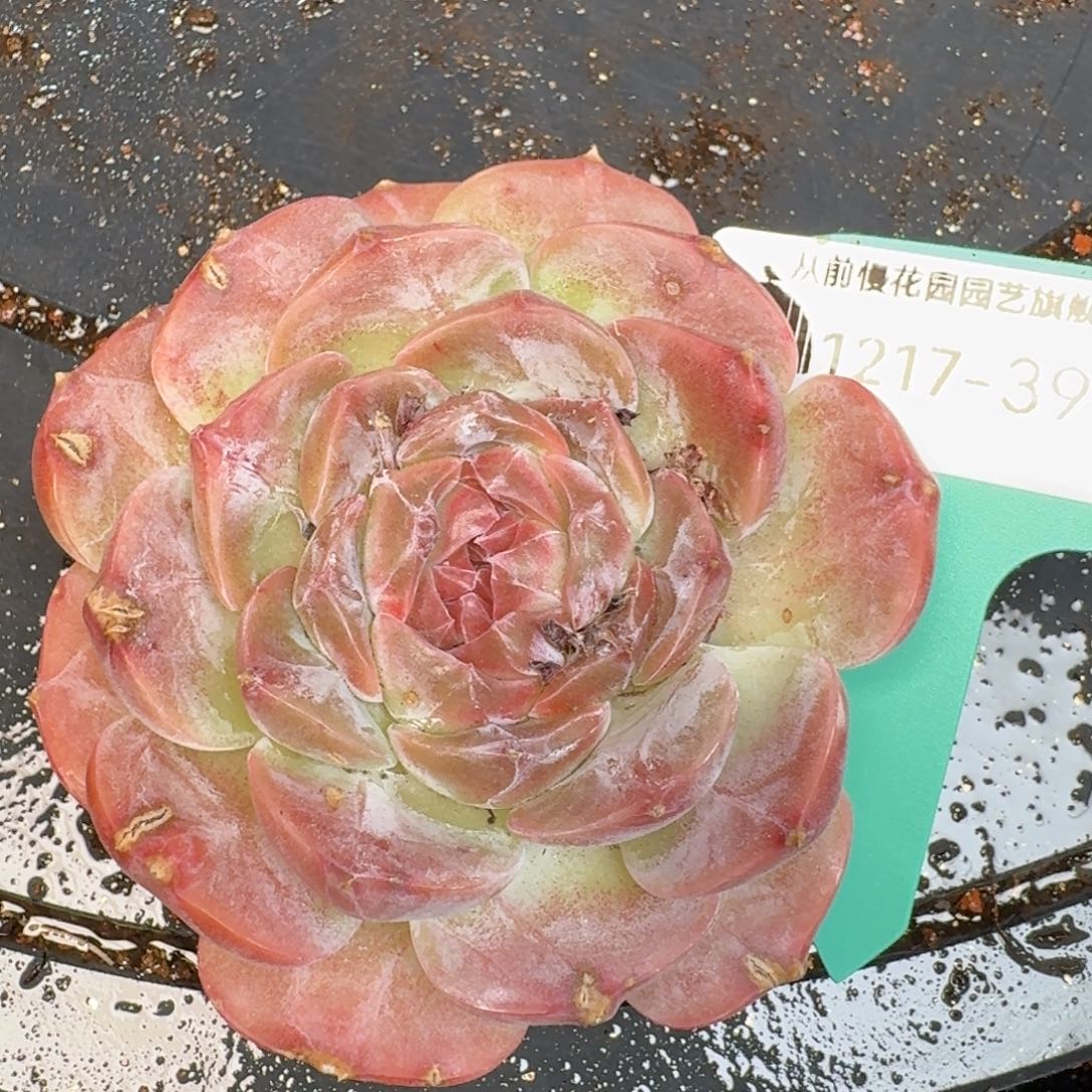从前慢多肉精选编号1217.399
