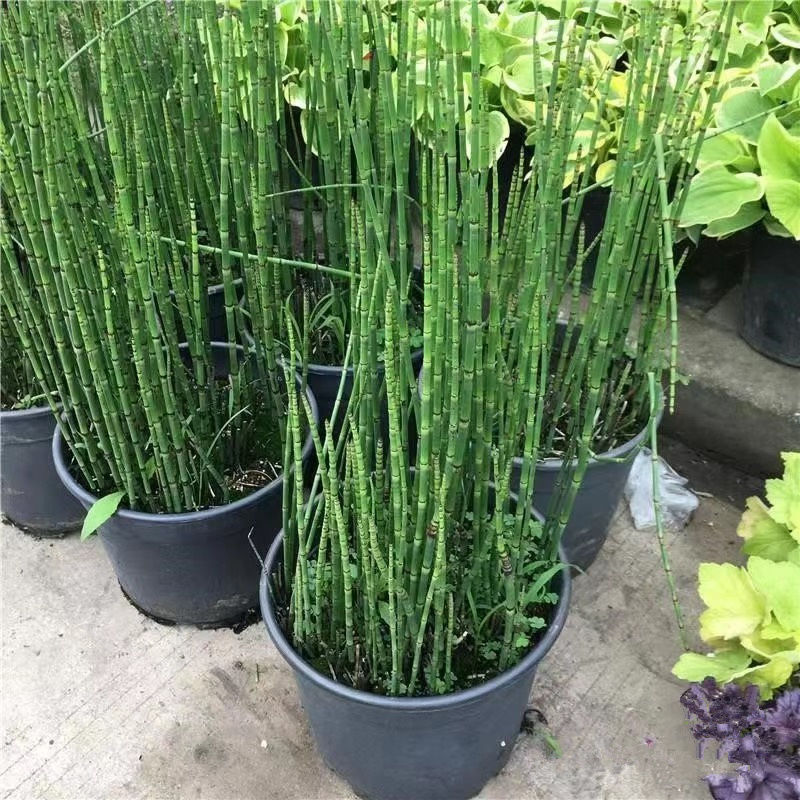 木贼草节节高笔头草笔管草千峰草无心草四季常青庭院盆栽观赏绿植