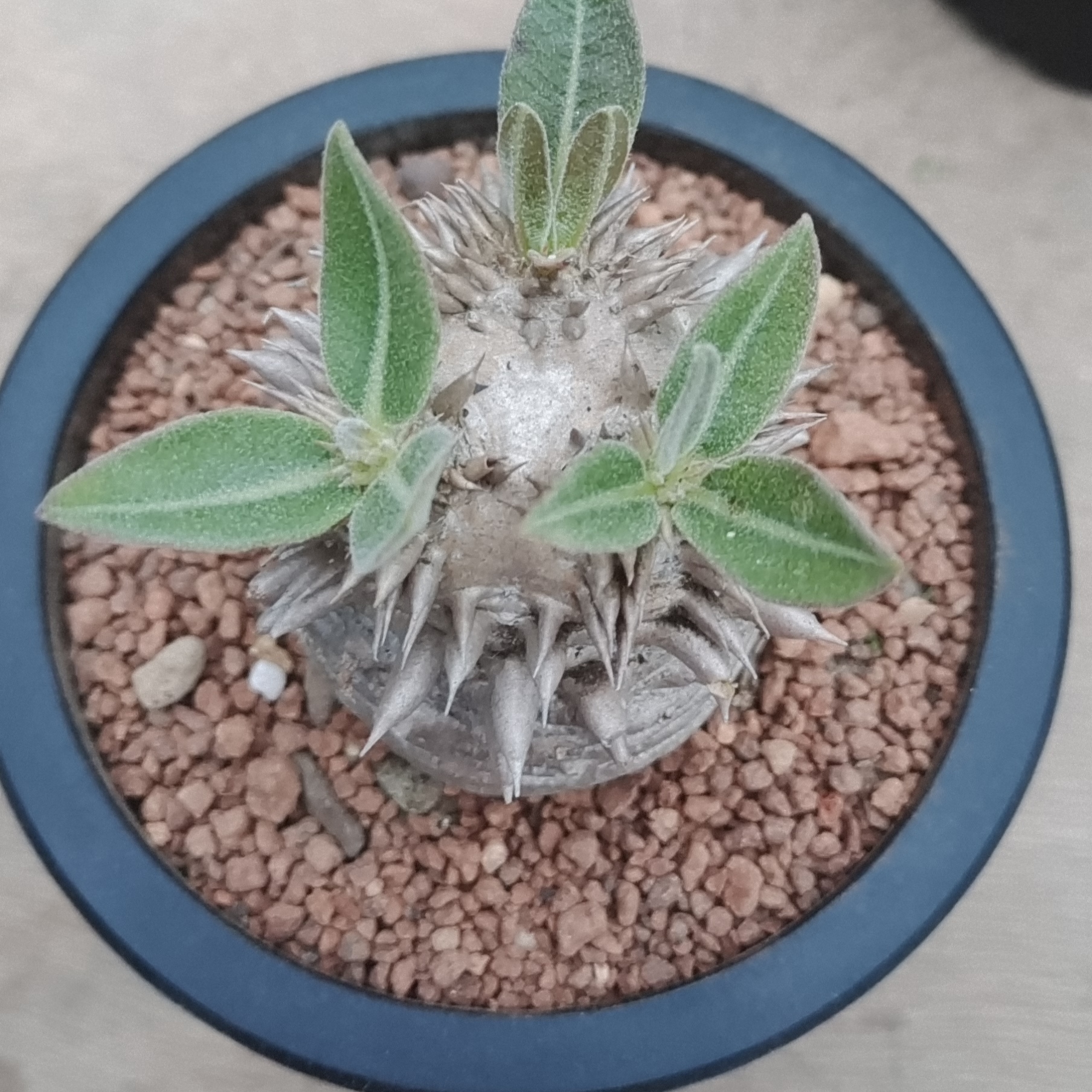 惠比大黑.潮流块根植物棒槌树