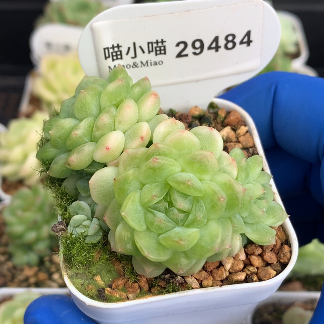 多肉植物杂交珍妮