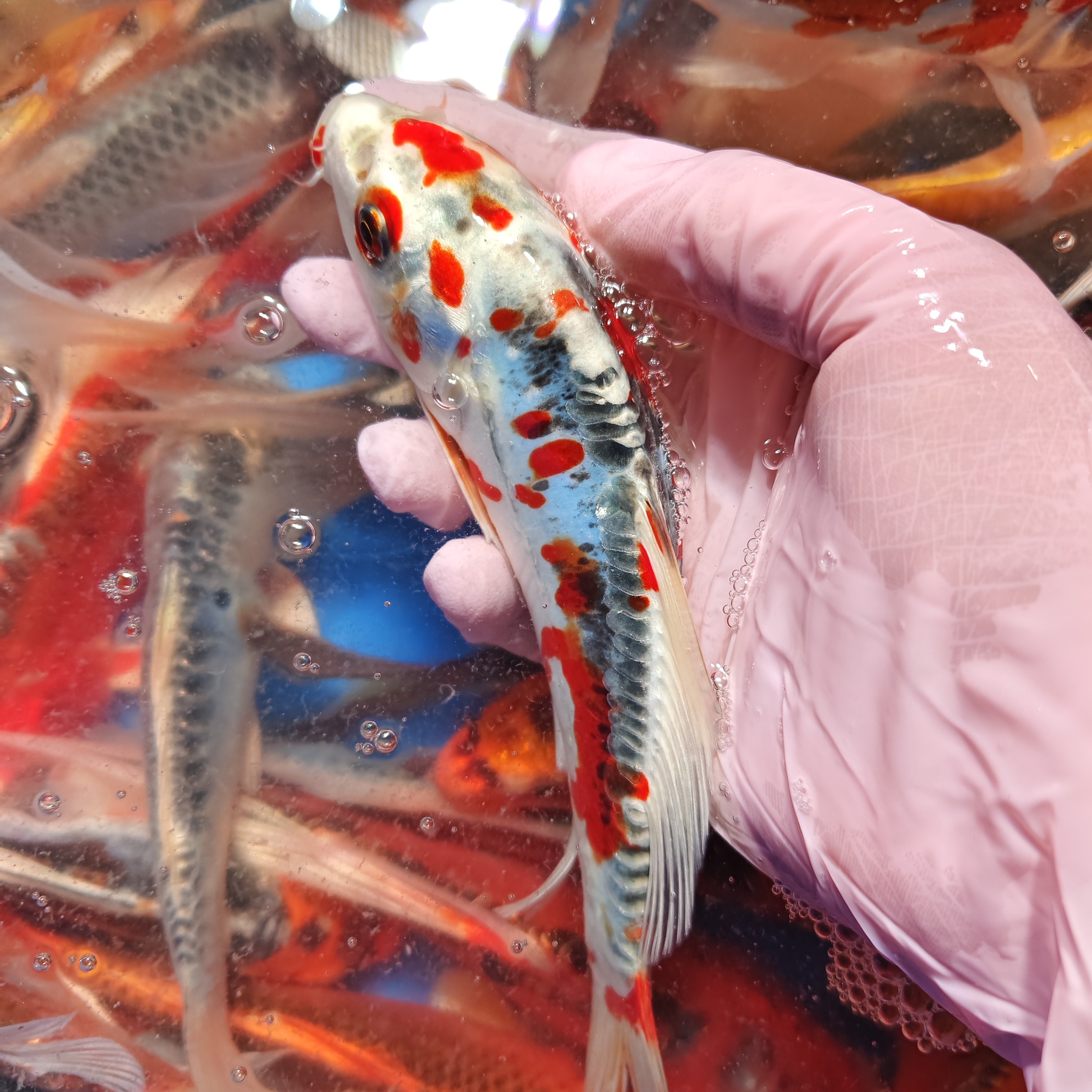 超大尺寸 12尾 【德系血统锦鲤混搭】水族活体冷水观赏鱼