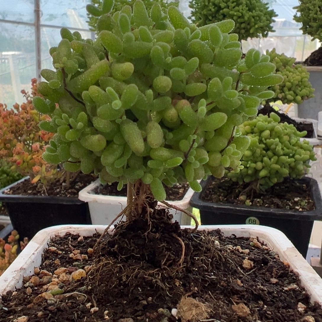 60号蜜橘糖球枝干番杏