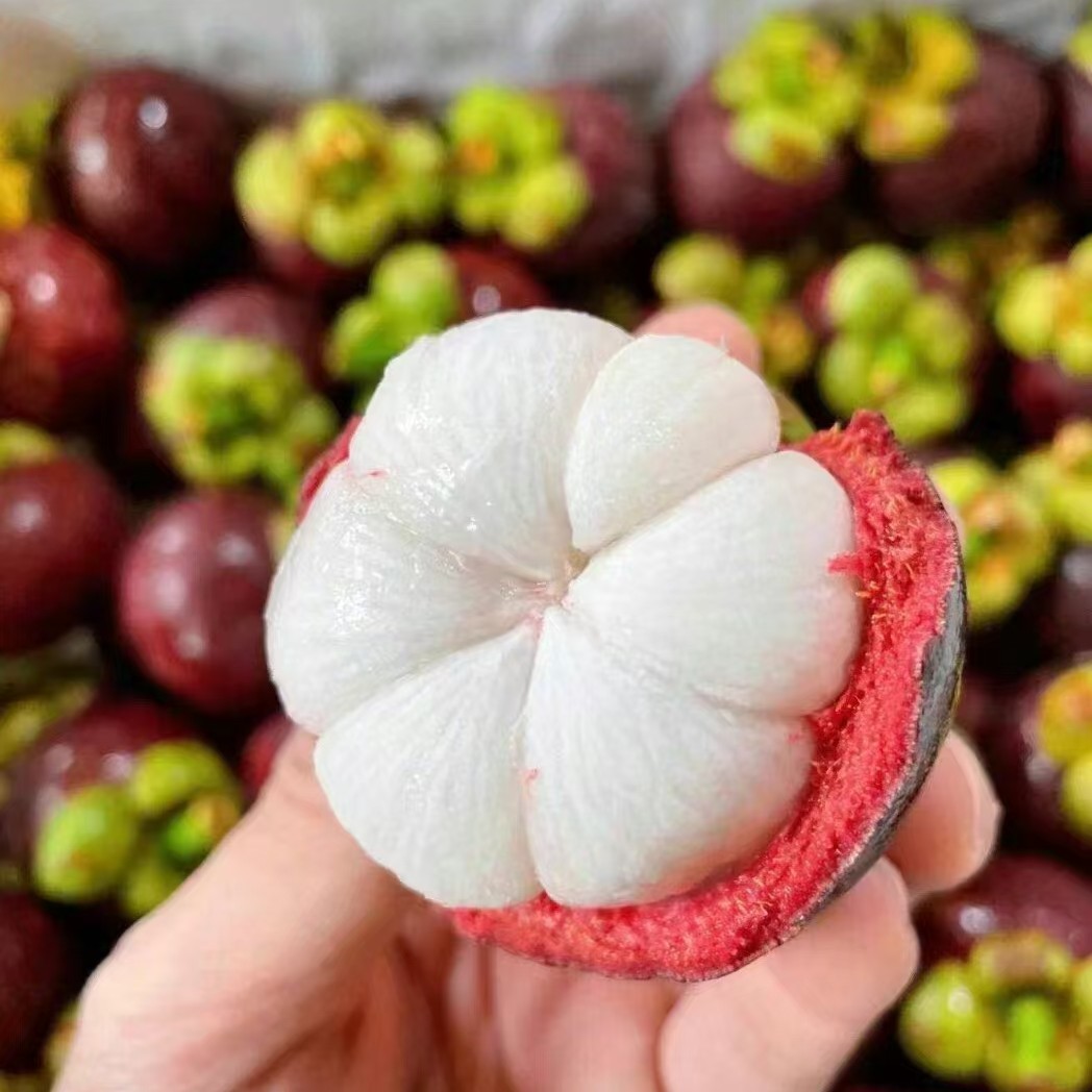 【新鲜】大山竹约1公斤