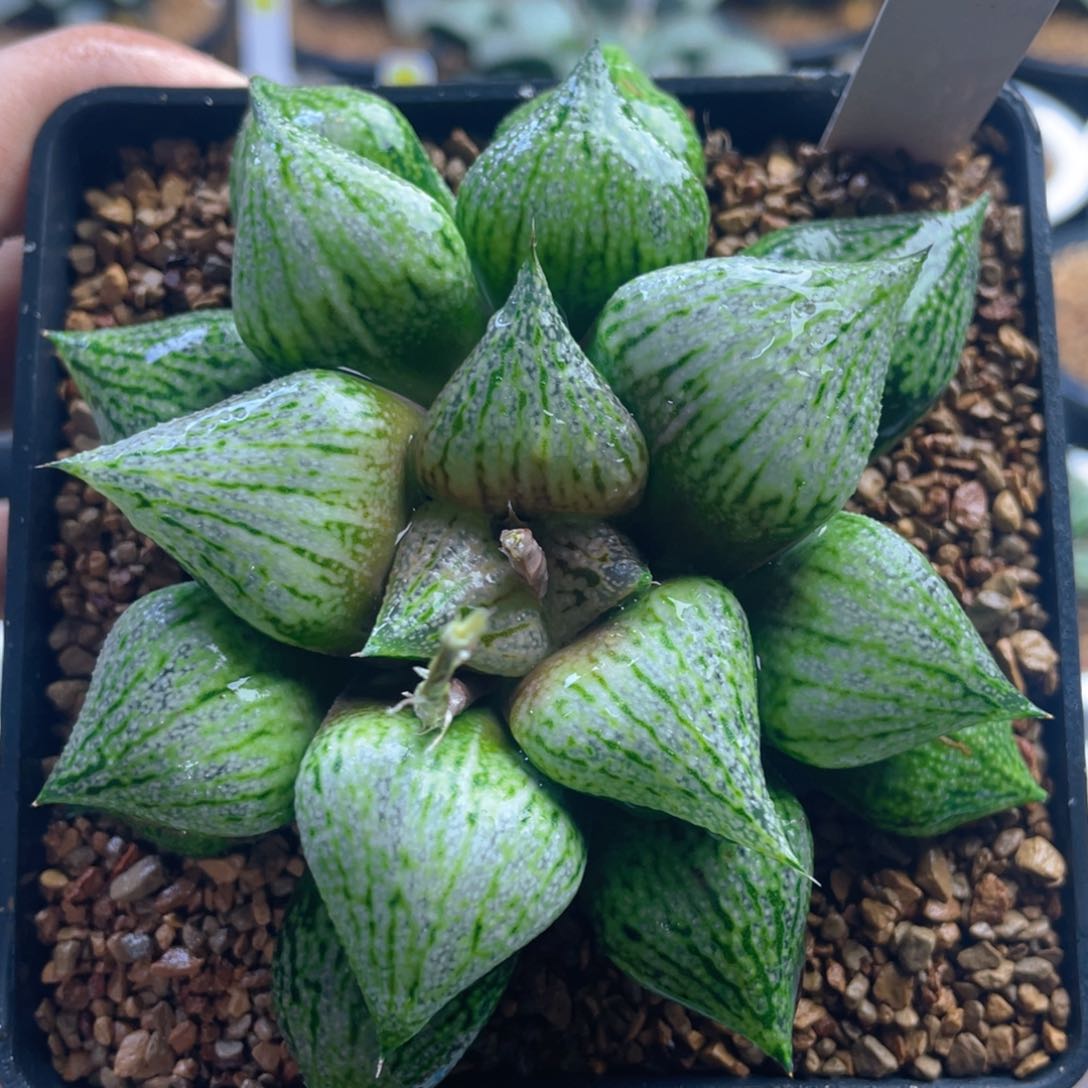 22.十二卷多肉桃源乡白银。    