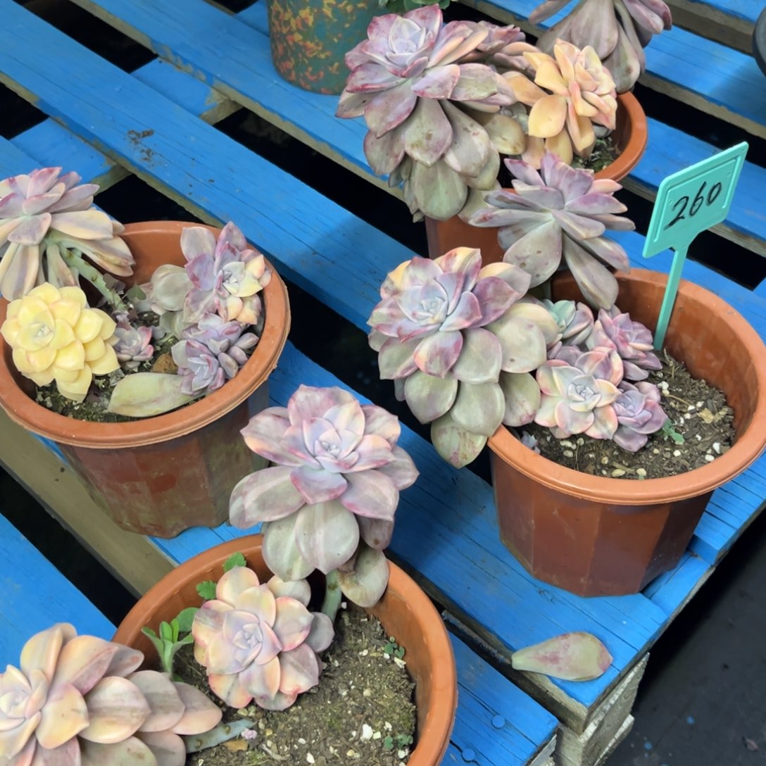 小雨多肉一物一拍紫乐锦