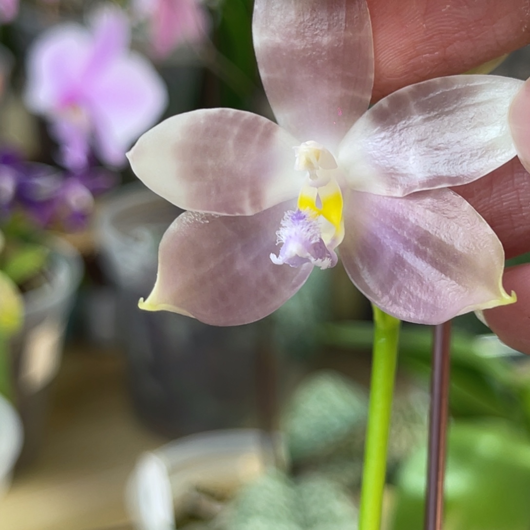 完全开放SWR雨点-1106