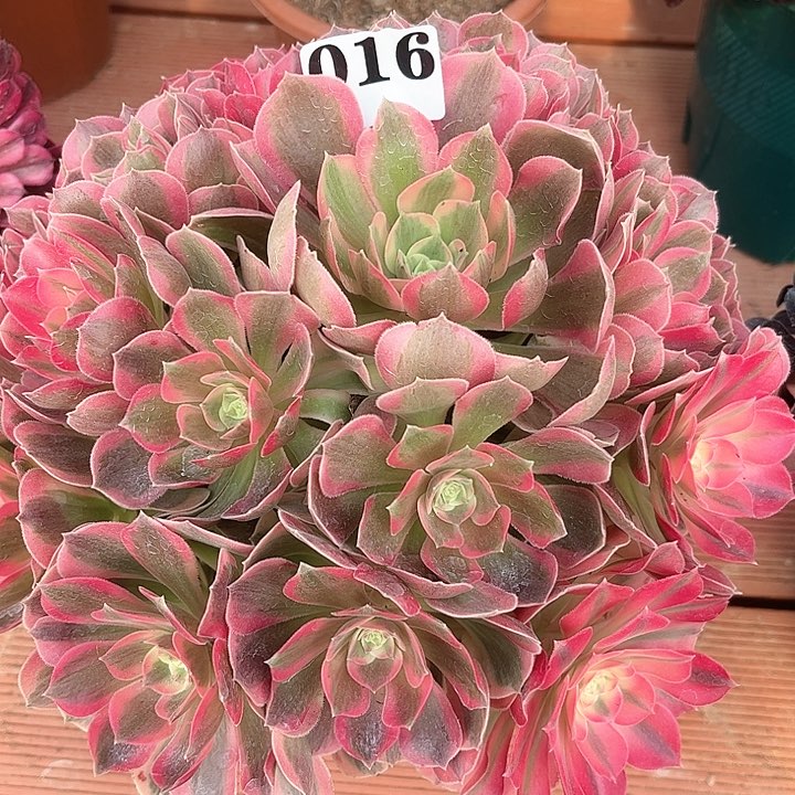 妖月多肉植物016