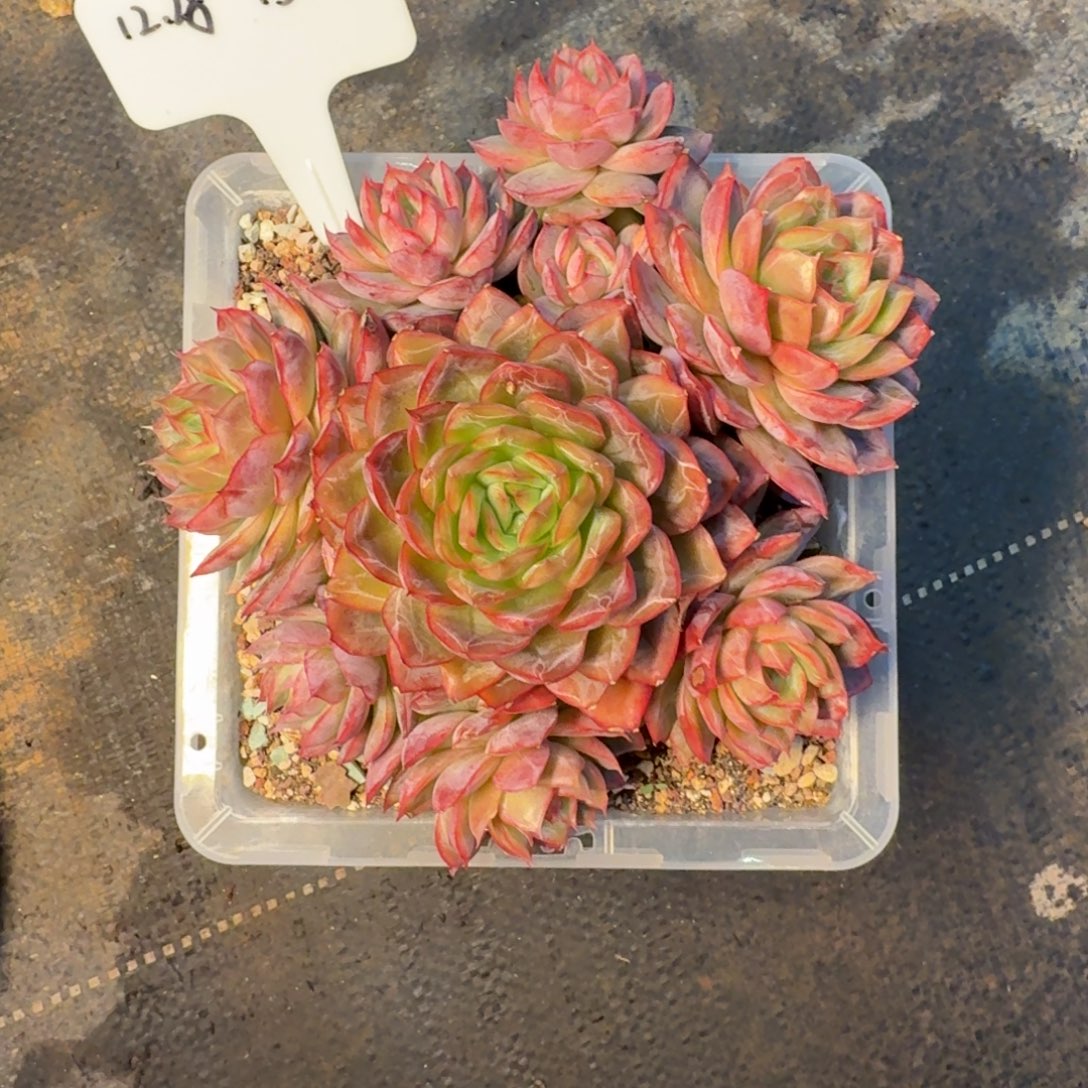 一物一拍原始蓝鲸130