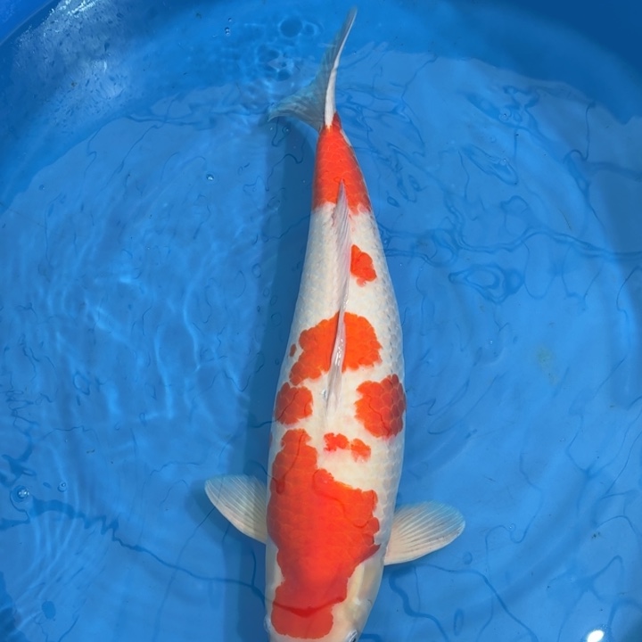 锦鲤红白专拍链接