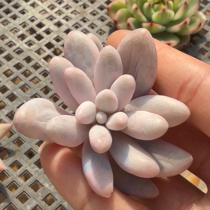 粉恋锦汤圆锦主头