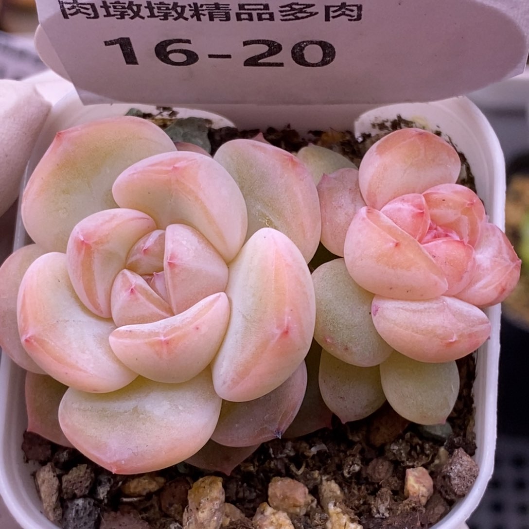 【闪购商品】16-20刚毅